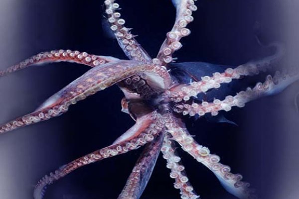 Ссылка на kraken at