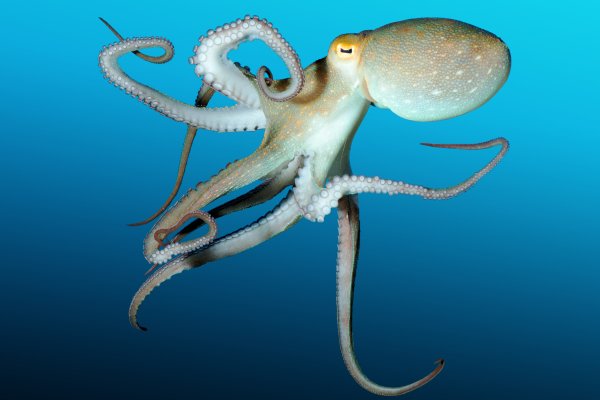 Как зайти на kraken маркетплейс