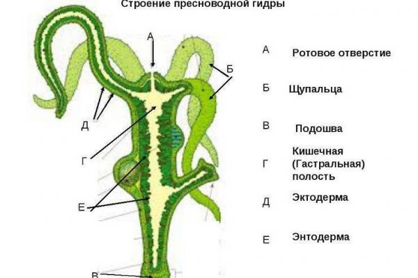 Кракен с айфона